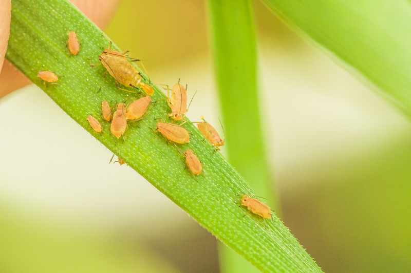 Aphids