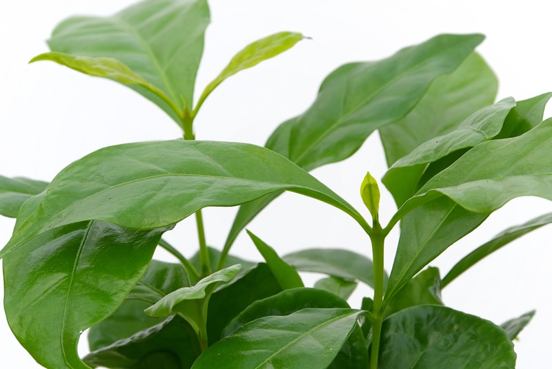 Coffee Plant Drooping Leaves