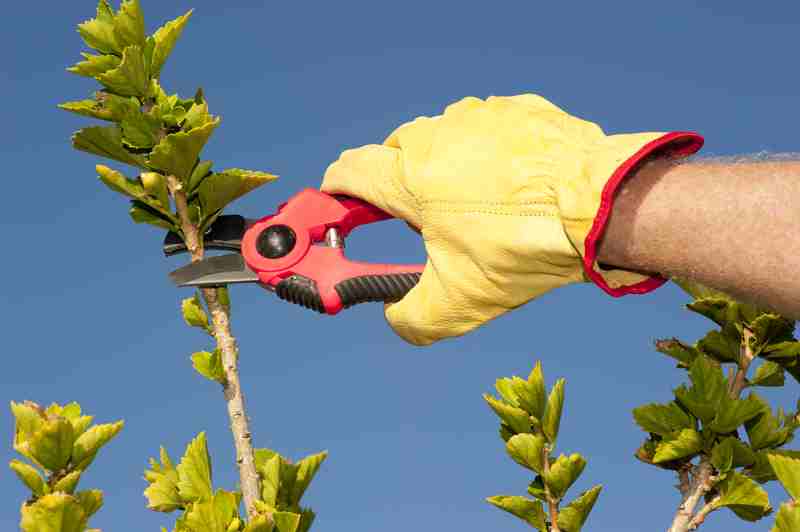 Early Pruning