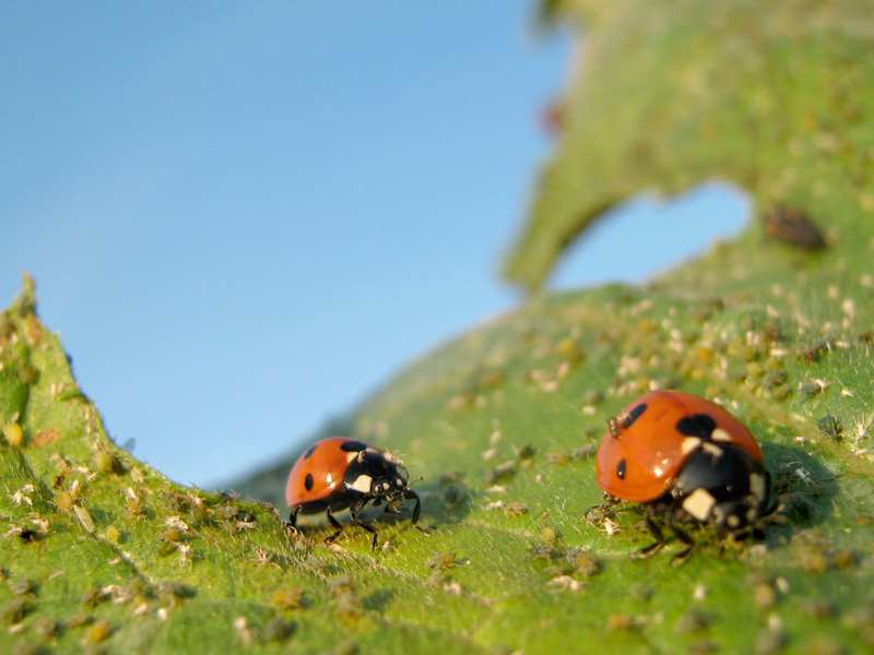 How to Control Aphids