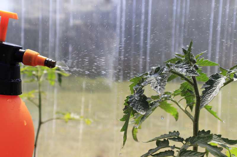 How to Control Whiteflies