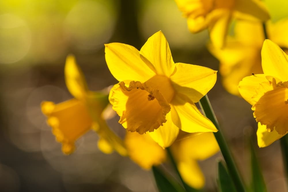 Why Are My Daffodils Drooping? (3 Possibilities) Farmer Grows