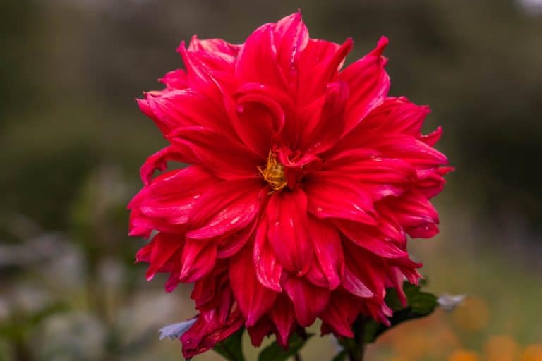 3 Reasons Why Are Dahlias Dying Farmer Grows