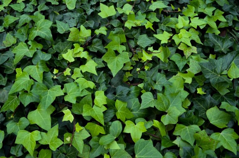 Why Are My Ivy Leaves Turning Brown? (Answered) Farmer Grows