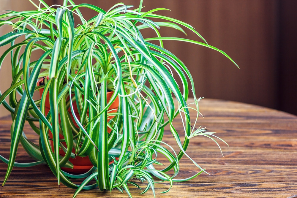 Why Are My Spider Plant Leaves Folding
