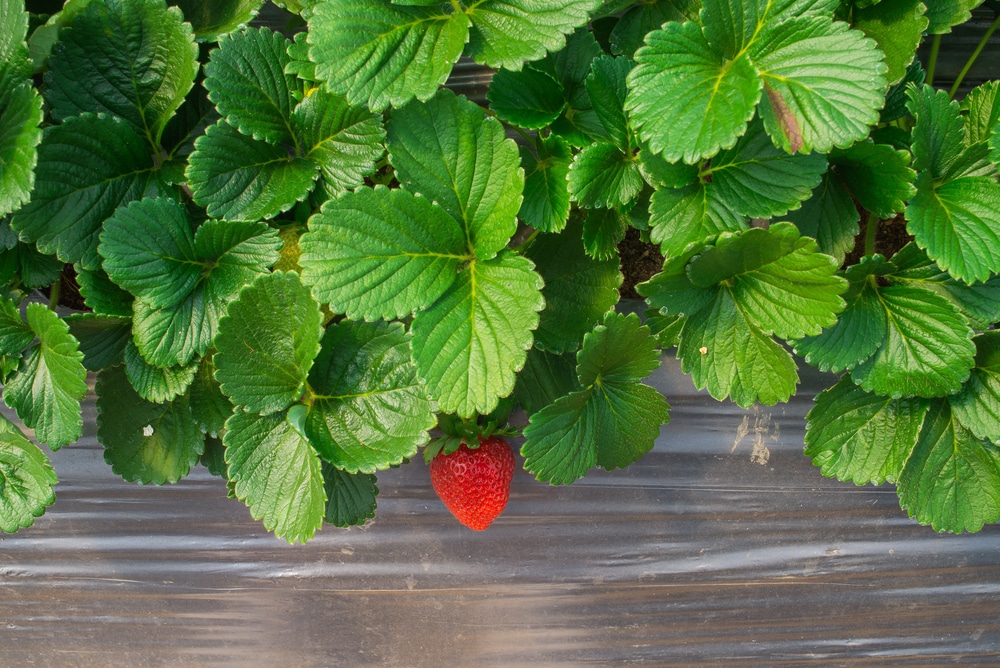 Why Are My Strawberry Leaves Turning Brown