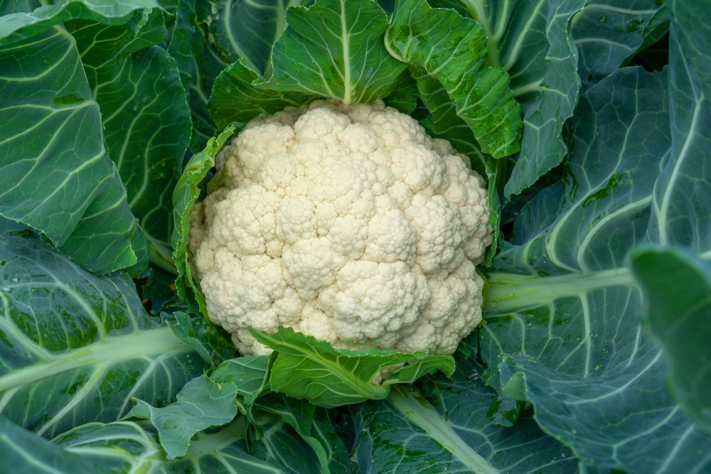 Why Does Cauliflower Turn Brown