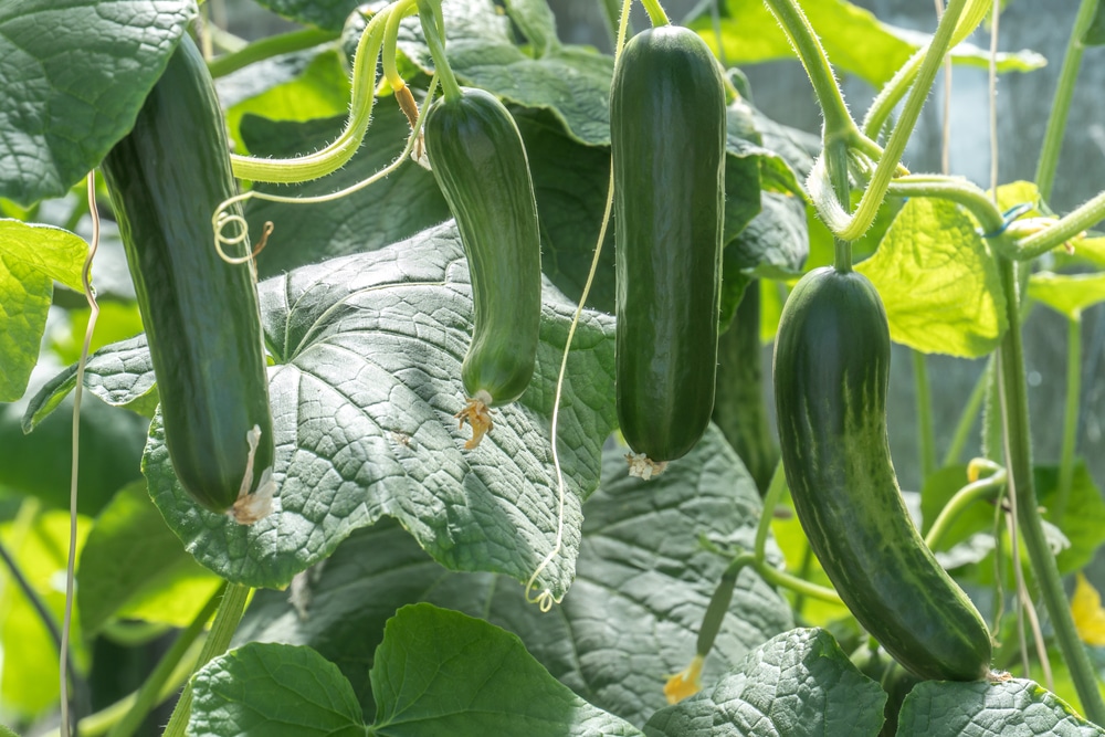 Why Does My Cucumber Plant Only Have Female Flowers