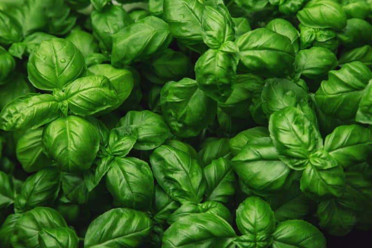 3 Reasons That Cause Basil Not Growing Farmer Grows