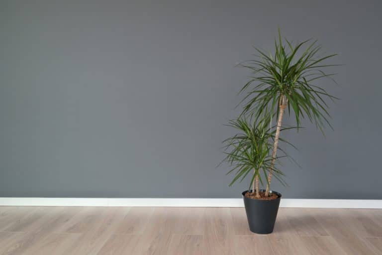 3 Reasons Why Is Dracena Turning Yellow Farmer Grows
