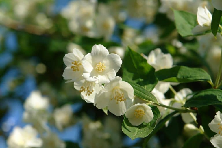 Why Is My Jasmine Plant Dying? (Answered) Farmer Grows