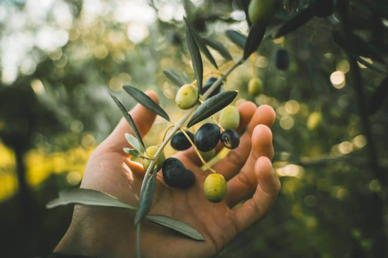 Olive Tree Losing Leaves 3 Reasons and Solutions Farmer Grows