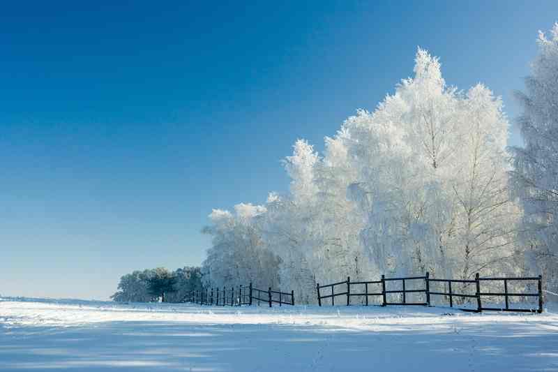 Winter Frost