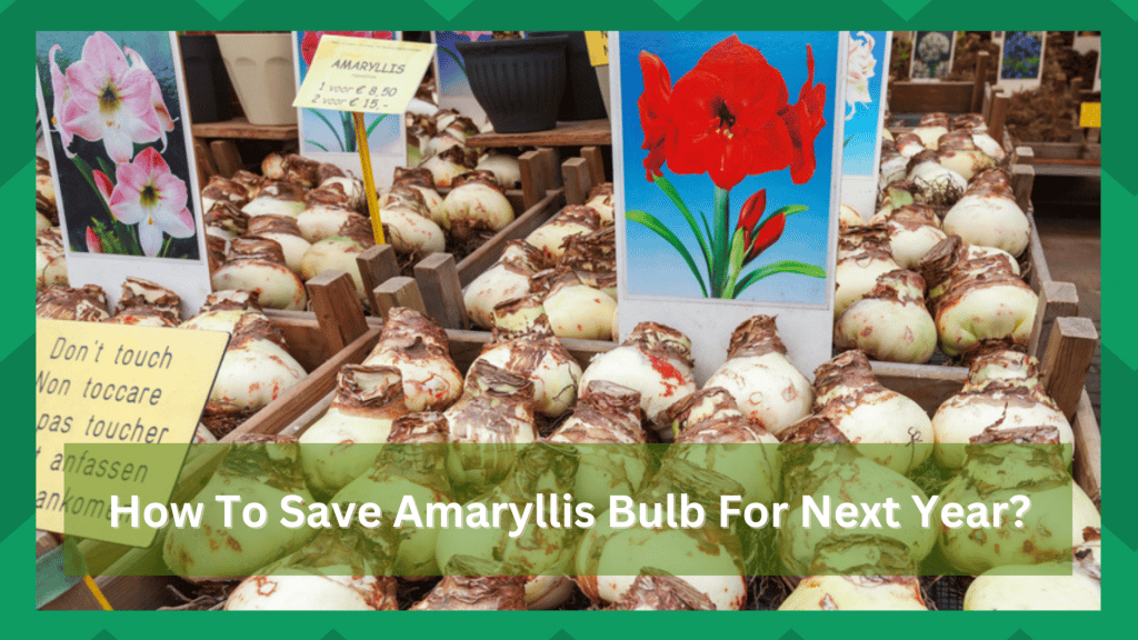 How To Save Amaryllis Bulbs for Next Year? Farmer Grows