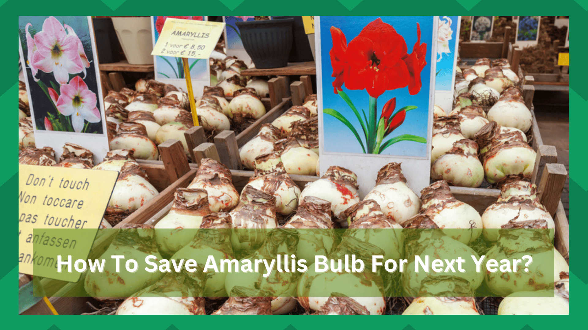 how to save amaryllis bulbs for next year
