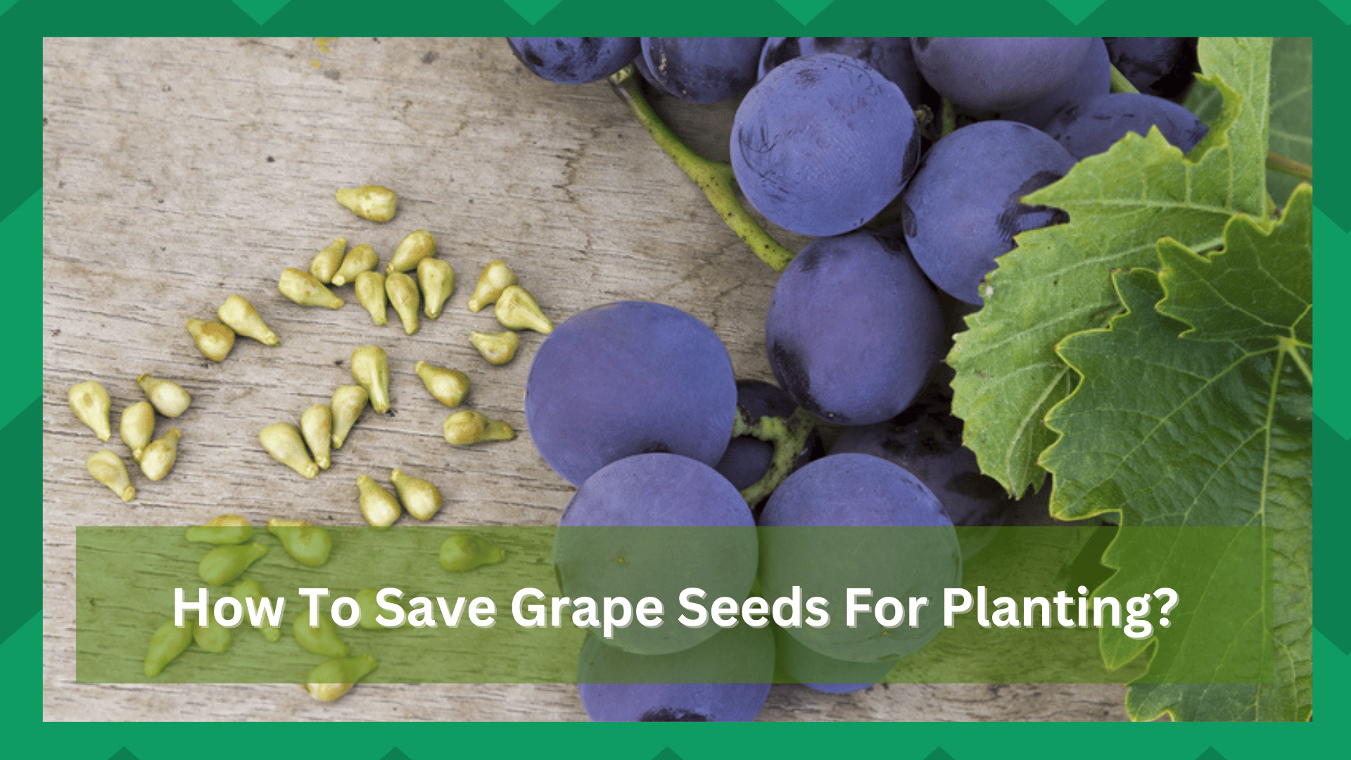 how to save grape seeds for planting