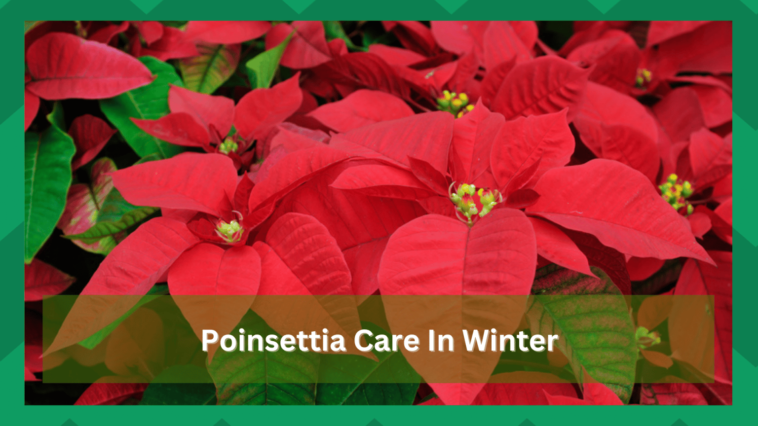Poinsettia Care In Winter How To Take Care Farmer Grows