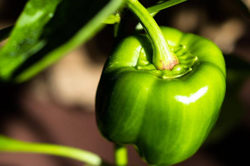 unripe bell pepper