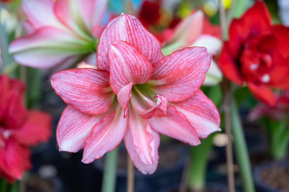 why amaryllis will not bloom
