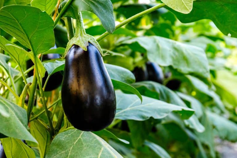 3 Reasons Why Is Eggplant Turning Yellow Farmer Grows