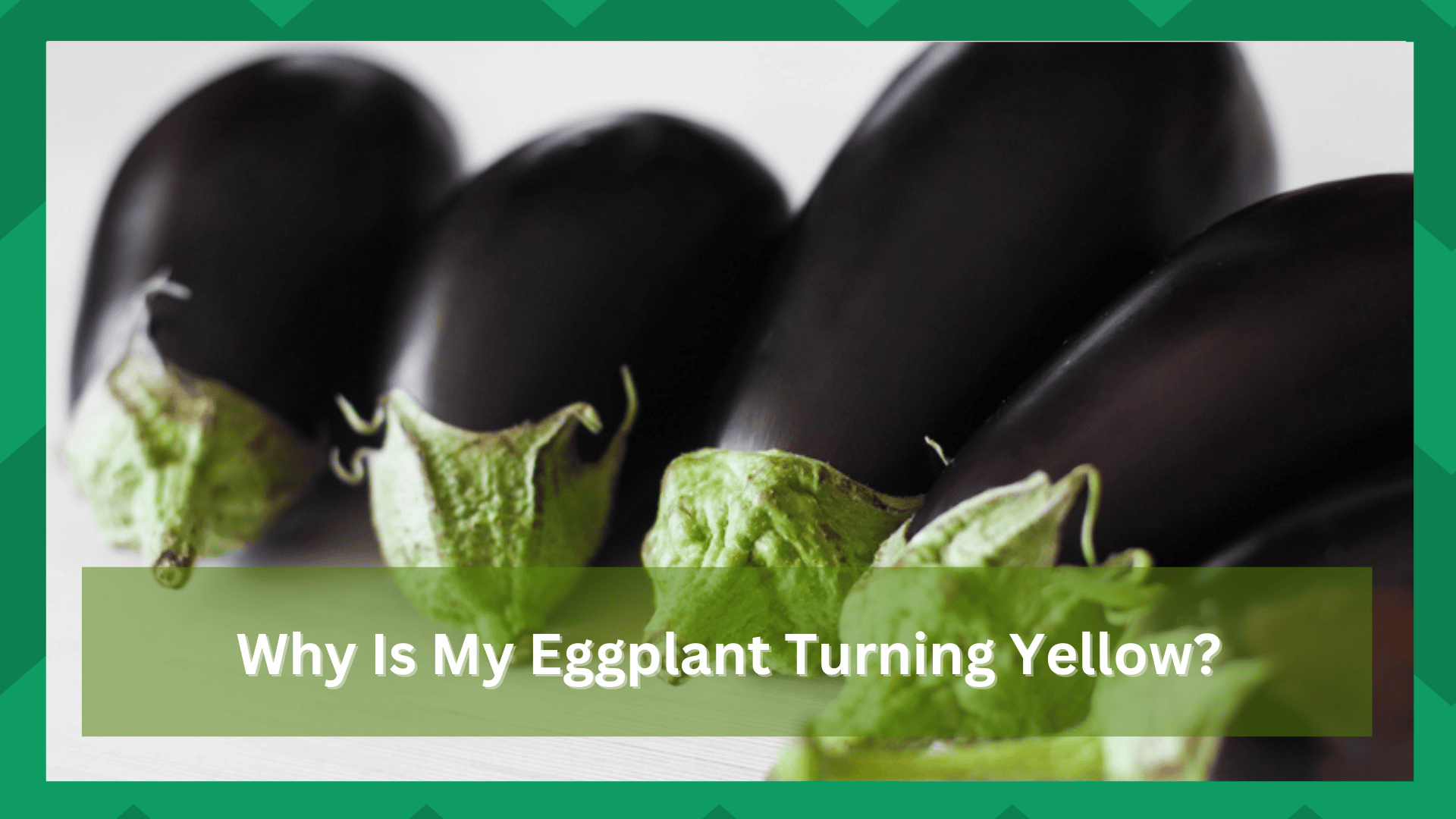 why is my eggplant turning yellow