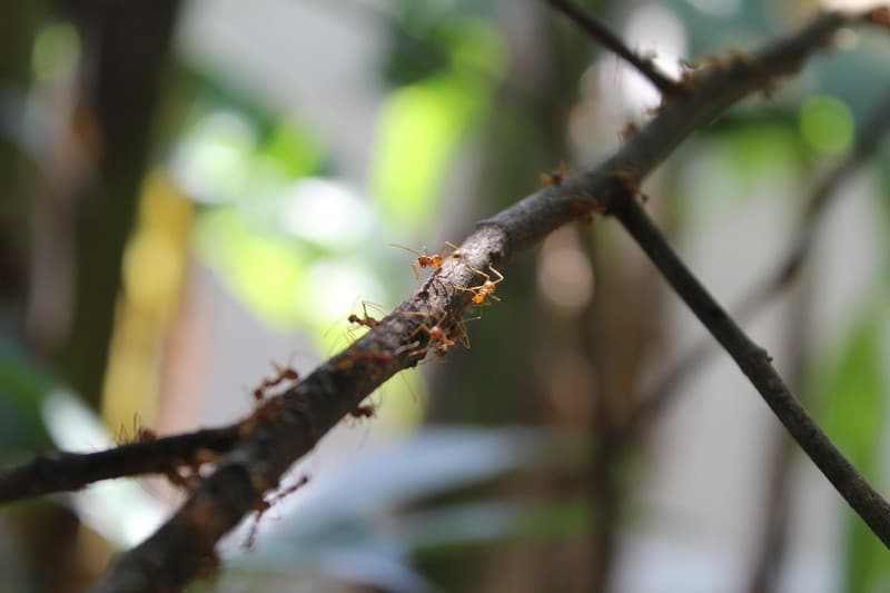 Are Ants On Trees Good Or Bad (Explanation)