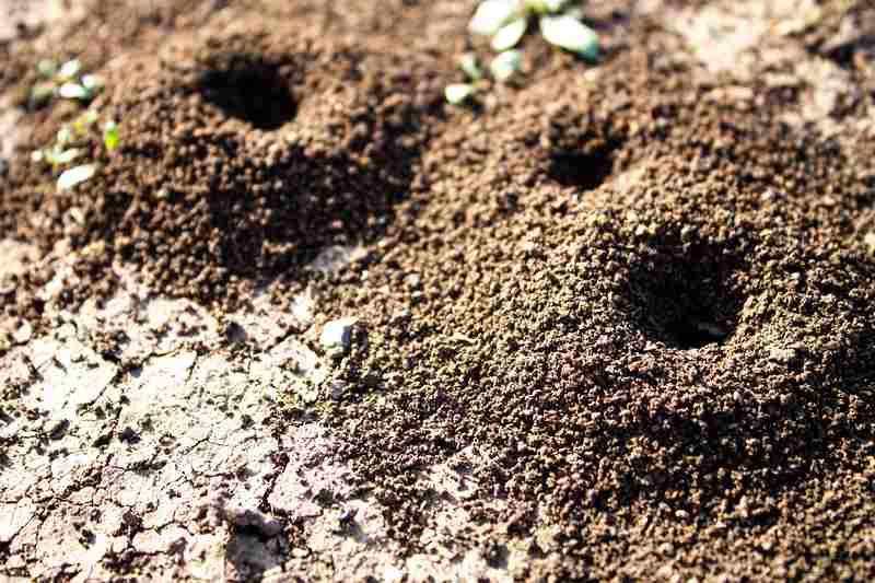 Benefits of Having Ants in Your Lawn