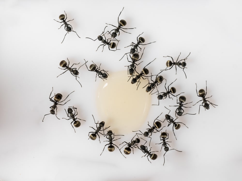 3-reasons-why-big-black-ants-in-house-do-not-touch-food-nor-terro