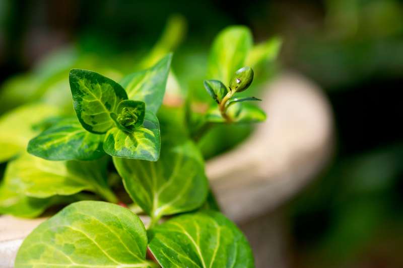 Causes For Vinca Leaves Curling