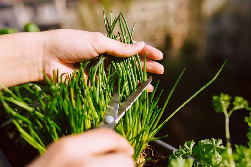 Chives