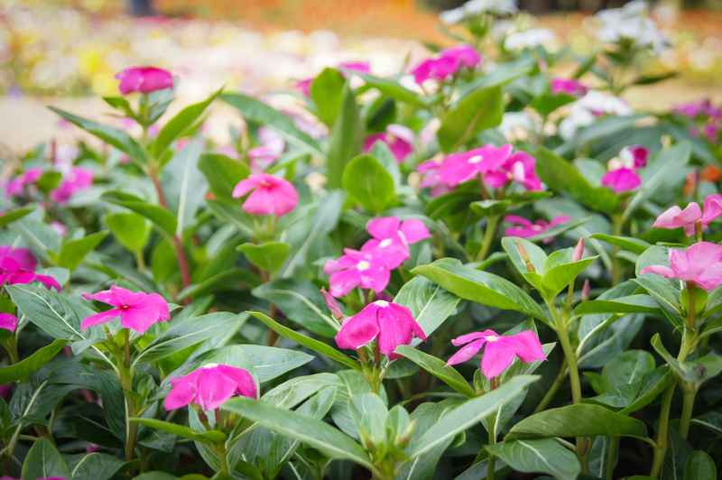 Common Vinca Companion Plants