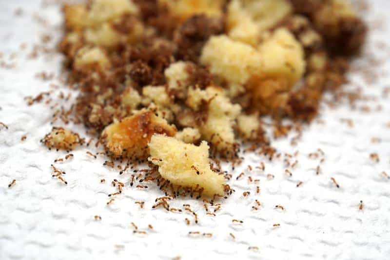 Do Ants Like Coconut Oil
