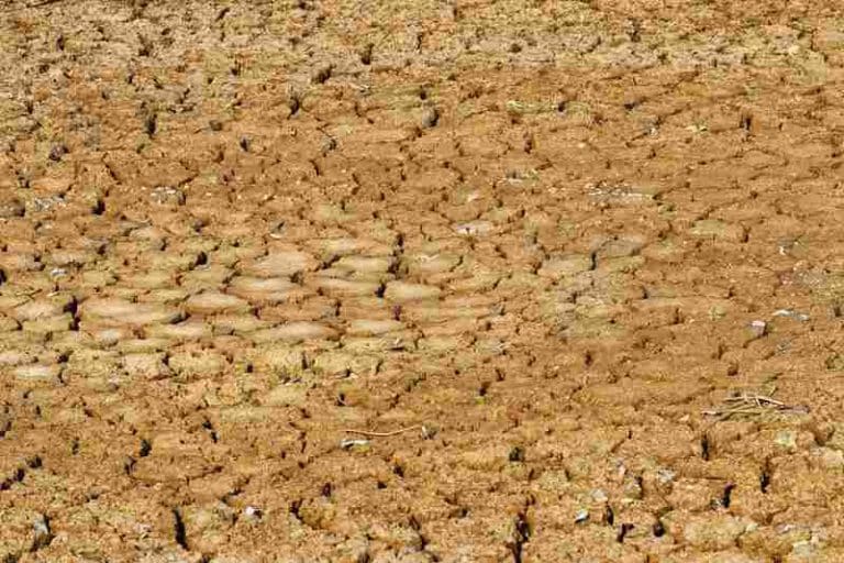 Pepper Plant Wilting After Transplant 5 Quick Fixes! Farmer Grows