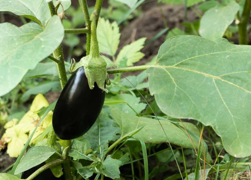 If you have an eggplant plant
