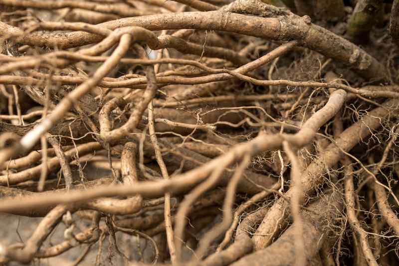 Loropetalum Root System What You Need To Know Farmer Grows