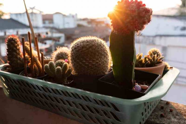 4 Ways To Fix Cactus Turning Light Green Farmer Grows