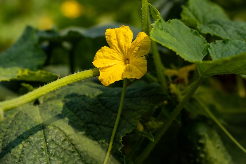 Male vs Female Cucumber Flowers