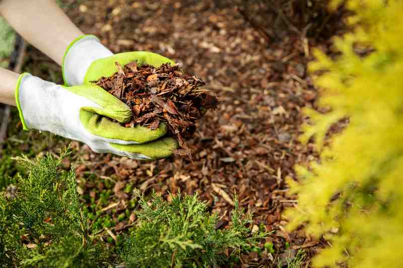 How To Save Dying Arborvitae? Try These 5 Steps Now! - Farmer Grows