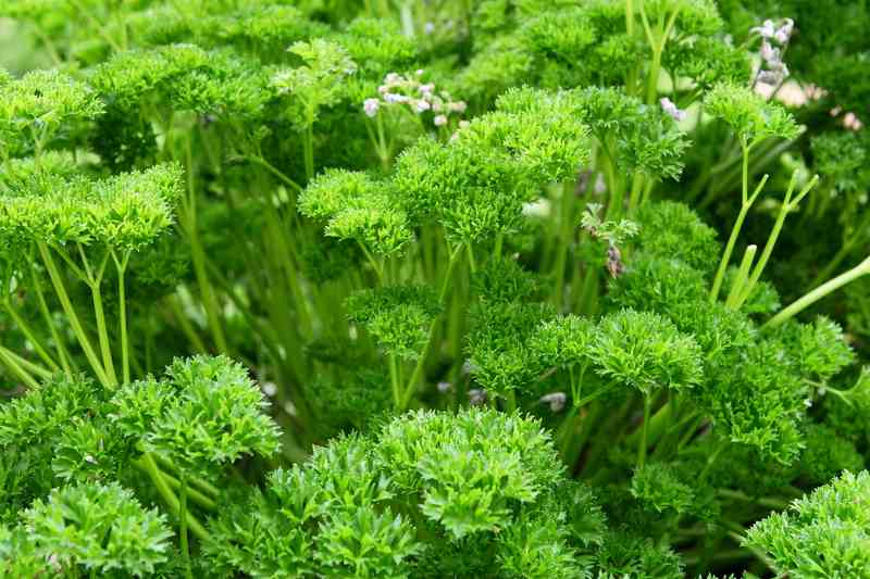 Parsley