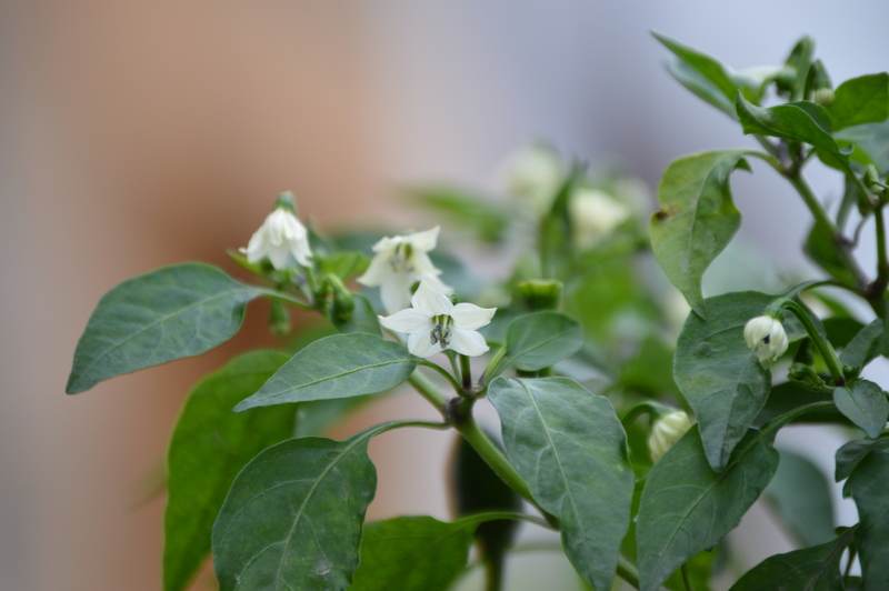 Pepper Plant Flowers Turning Brown