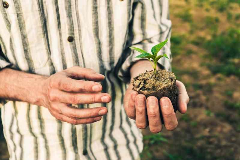 Remove The Seedling from The Container