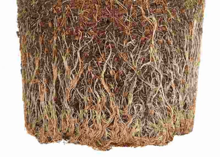 Pepper Plant Wilting After Transplant 5 Quick Fixes! Farmer Grows