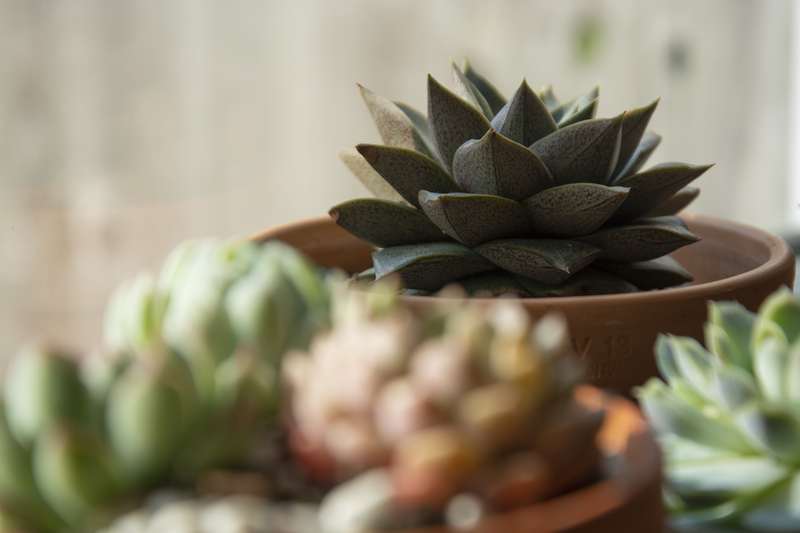 Succulents