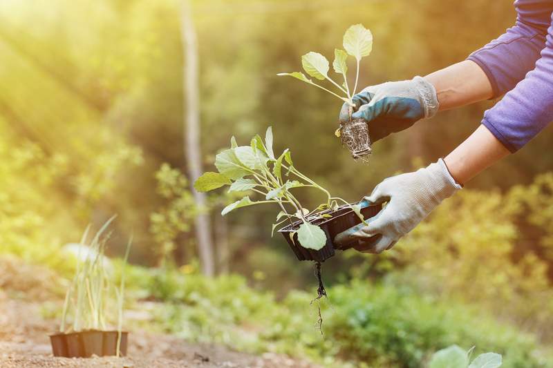 Transplanting