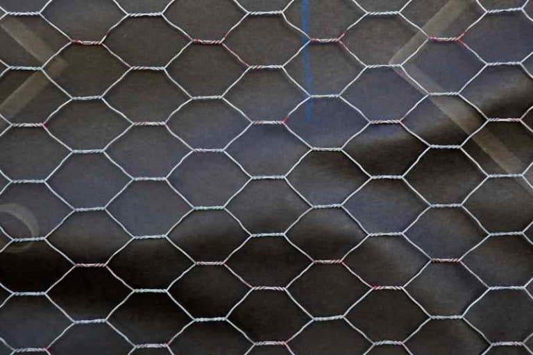 13 Handy Tips To Keep Raccoons Out Of Corn Farmer Grows