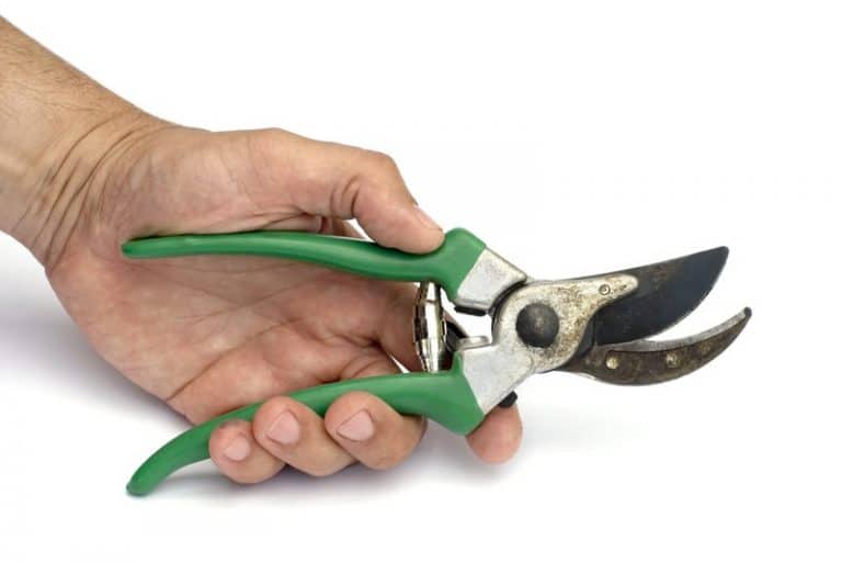 How To Prune Society Garlic In The Simplest Way Farmer Grows