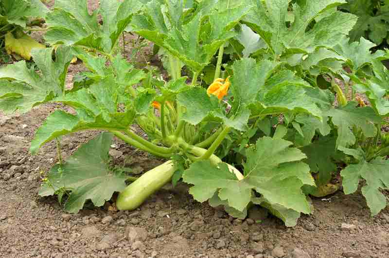 Using Fence Of Squash Plants