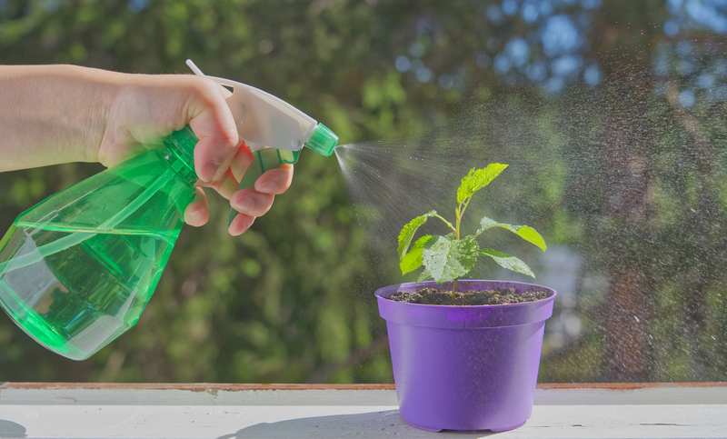 Watering Before and After the Transplant