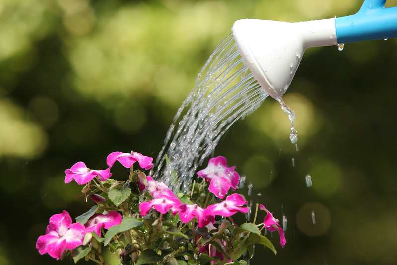 Watering Your SunPatiens Properly