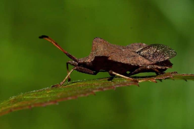 Does Sevin Eliminate Squash Bugs? Farmer Grows